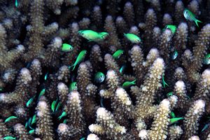 Castagnola verde (Chromis viridis)