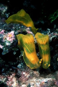 Gymnodoris (Gymnodoris subflava)