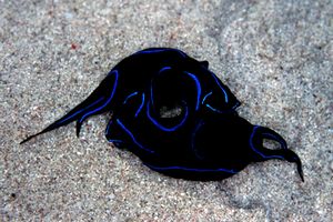 Chelidonura (Chelidonura varians)