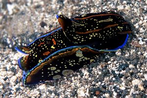 Philinopsis (Philinopsis cyanea)