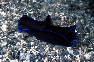 Philinopsis (Philinopsis gardineri)