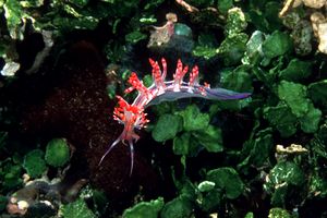 Flabellina linea rossa (Flabellina rubrolineata)