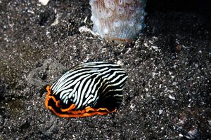 Armina (Armina sp. 1)