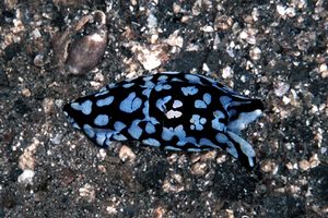 Philinopsis (Philinopsis pilsbryi)