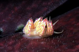 Nudibranchio (N.d. n.d.)