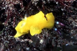 Arenicola (N.d. n.d.)