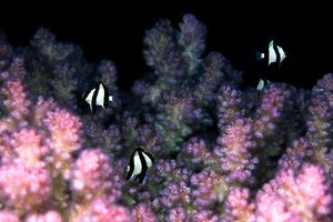 Damigella codabianca (Dascyllus aruanus)