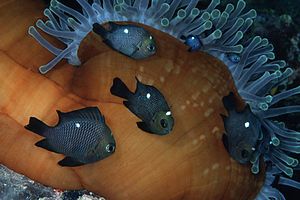 Dascillus nero (Dascyllus trimaculatus)