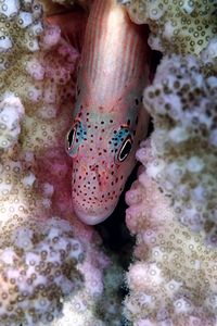 Pesce falco (Paracirrhites forsteri)