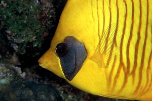 Pesce farfalla semimascherato (Chaetodon semilarvatus)