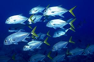 Carangide (Caranx latus)