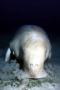 Dugongo (Dugong dugon)