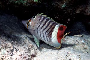 Pesce farfalla coda rossa (Chaetodon paucifasciatus)