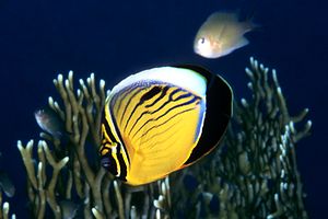 Pesce farfalla austriaco (Chaetodon austriacus)