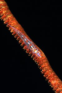 Arenicola (N.d. n.d.)