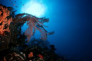 Arenicola (N.d. n.d.)