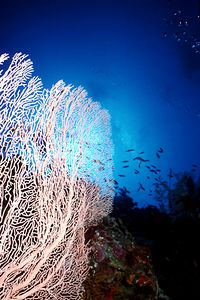 Arenicola (N.d. n.d.)