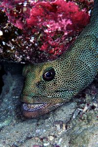 Cernia a macchie marroni (Epinephelus chlorostigma)
