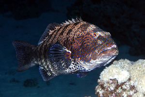 Cernia dei coralli del Mar rosso (Plectropomus pessuliferus marisrubri)