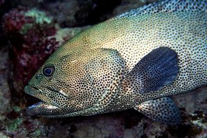 Cernia a macchie marroni (Epinephelus chlorostigma)