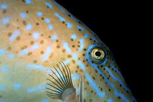 Pesce lima scrittura (Aluterus scriptus)