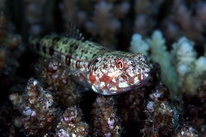 Pesce lucertola variegato (Synodus variegatus)