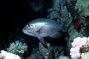 Letrinide dagli occhi grandi (Monotaxis grandoculis)