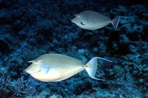 Pesce unicorno blu (Naso unicornis)