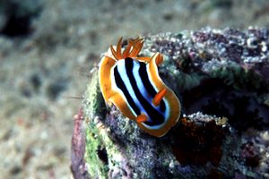 Nudibranchio pigiama (Chromodoris quadricolor)
