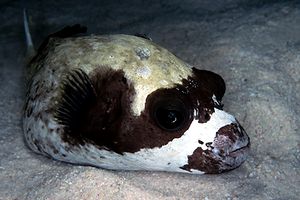 Pesce palla mascherato (Arothron diadematus)