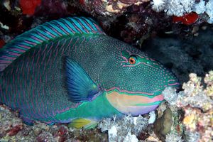 Pappagallo bicolore (Cetoscarus bicolor)