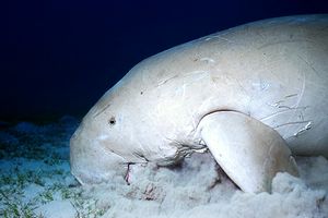 Dugongo (Dugong dugon)