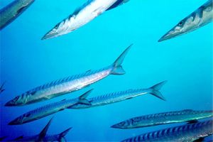 Barracuda (Sphyraena sp.)