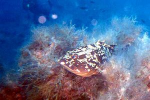Cernia bruna (Epinephelus marginatus)