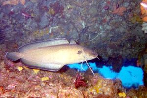 Musdea bianca (Phycis phycis)