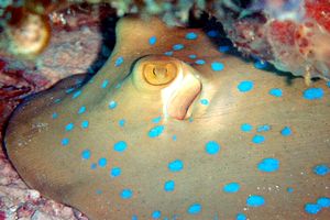 Razza a macchie blu (Taeniura lymma)