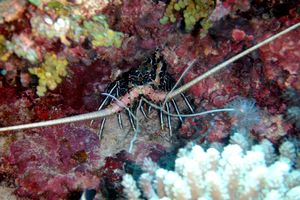 Aragosta (Panulirus versicolor)