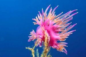 Flabellina rossa (Flabellina ischitana)