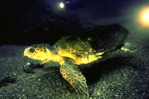 Caretta (Caretta caretta)