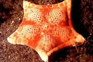 Stella pentagono (Peltaster placenta)