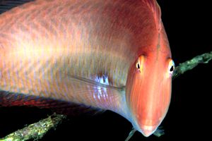 Pesce pettine (Xyrichthys novacula)