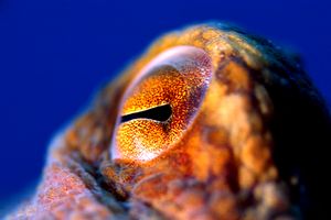 Polpo comune (Octopus vulgaris)