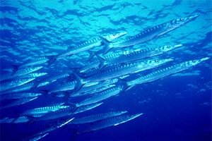 Barracuda boccagialla (Sphyraena viridensis)