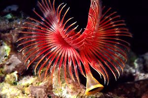 Serpula (Serpula vermicularis)