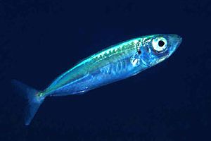 Sugherello (Trachurus sp.)