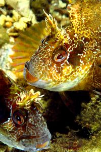 Bavosa ruggine (Parablennius gattorugine)