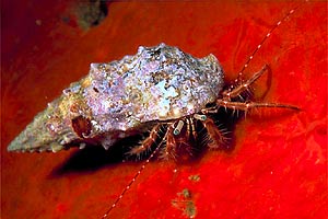 Paguro (Pagurus anachoretus)