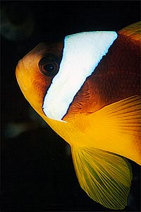 Pesce pagliaccio (Amphiprion bicinctus)