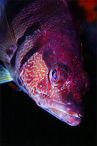 Sciarrano (Serranus scriba)