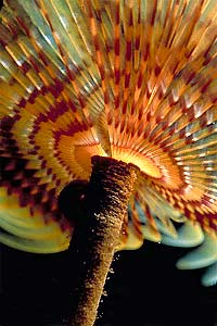 Spirografo (Sabella spallanzanii)